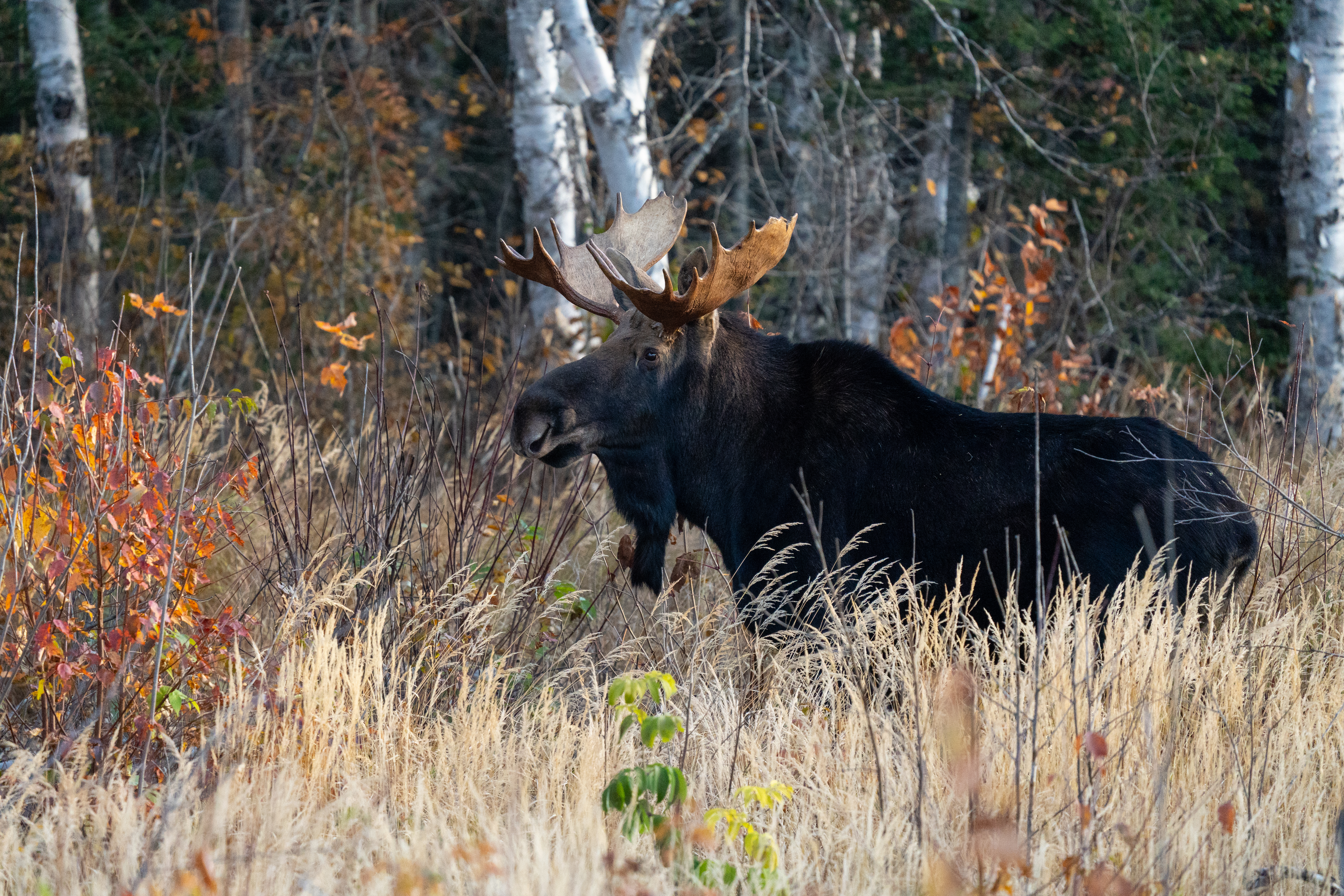 A bull moose in forest habitat in northeast Minnesota.